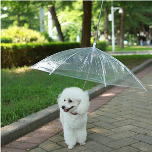 Parapluie transparent avec laisse